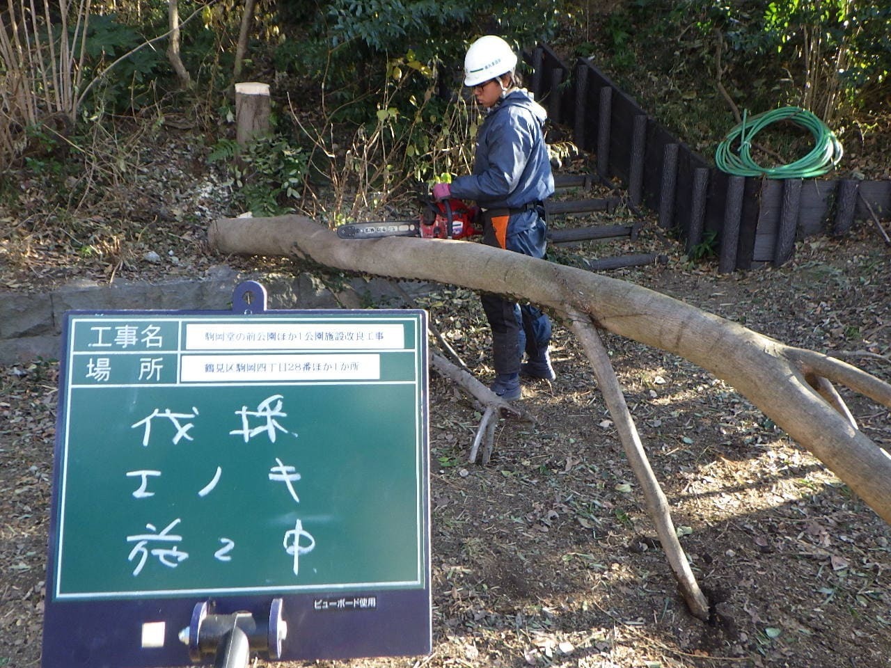 樹木伐採